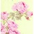 Picnic Parade Quilt Fabric - by Tanya Whelan for Free Spirit Fabrics