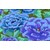 Kaffe Fasset Quilting Fabric  - Cobalt & Turquoise