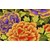 Kaffe Fasset Quilting Fabric  - Rust & Purple