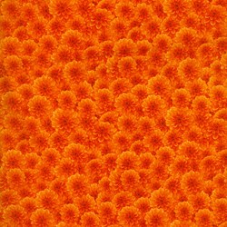End of Bolt - 74" - Danscapes - Orange Tonal Carnations - by Dan Morris for RJR Fabrics